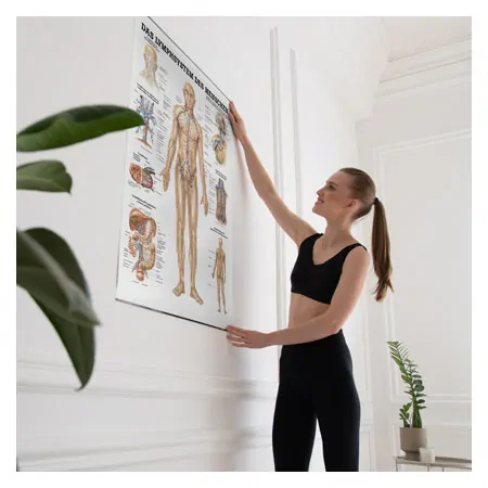 Lehrtafel Das Lymphsystem, LxB 100x70 cm
