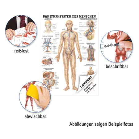 Lehrtafel Das Lymphsystem, LxB 100x70 cm