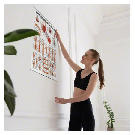 Poster Handmuskulatur, LxB 70x50 cm