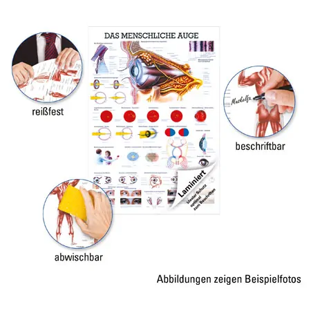 Lehrtafel Das Auge, LxB 100x70 cm