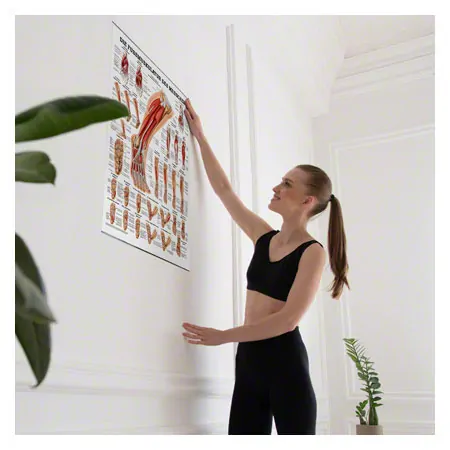 Poster Die Fumuskulatur, LxB 70x50 cm