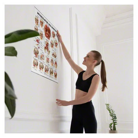 Poster Muskulatur des Kopfes, LxB 70x50 cm