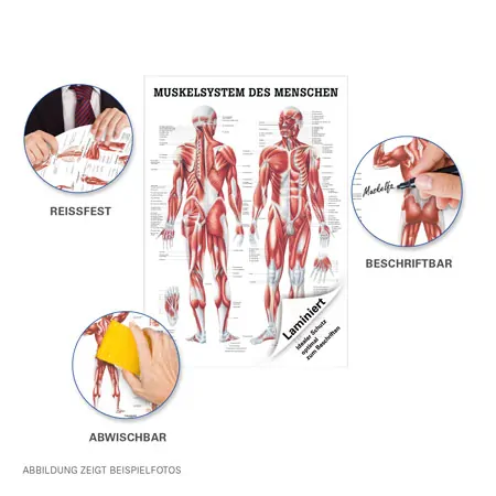 Poster Menschliches Muskelsystem, LxB 70x50 cm