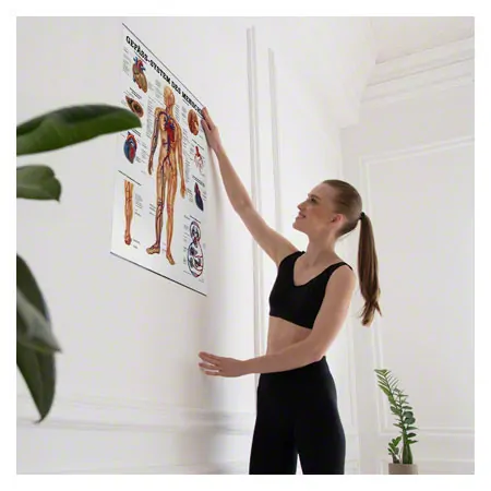 Poster Gefsystem, LxB 70x50 cm