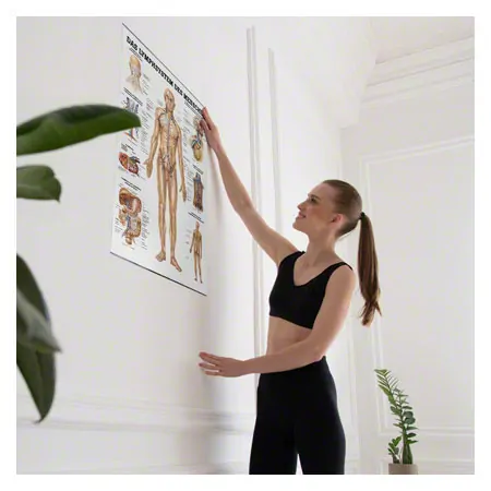 Poster Lymphsystem, LxB 70x50 cm