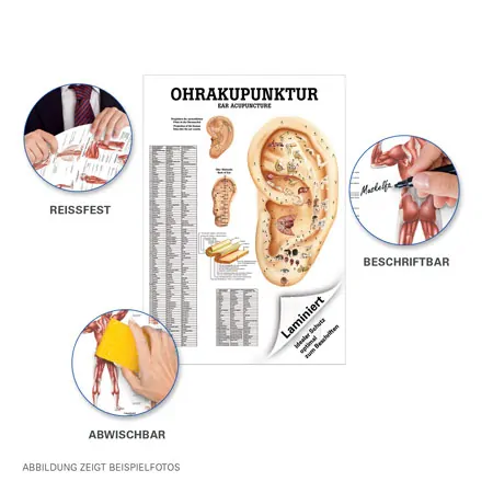 Mini-Poster Ohrakupunktur, LxB 34x24 cm