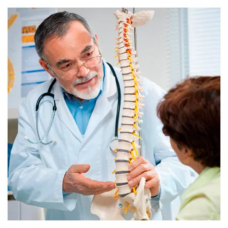 Wirbelsule inkl. Stativ, 85 cm