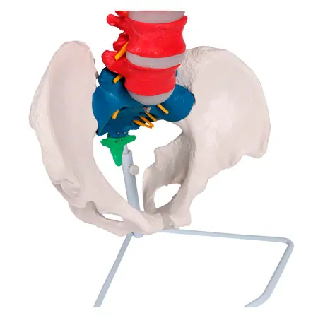 Flexible Wirbelsule, didaktisch, inkl. Stativ