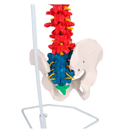 Flexible Wirbelsule, didaktisch, inkl. Stativ