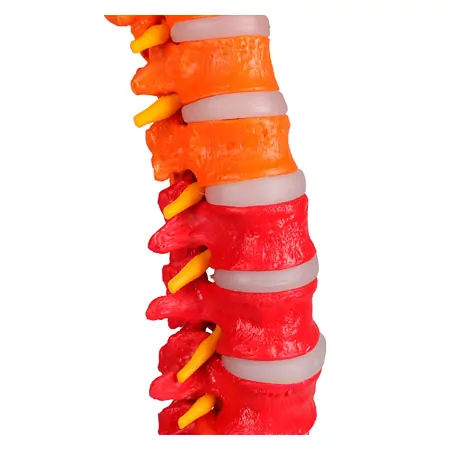 Flexible Wirbelsule, didaktisch, inkl. Stativ