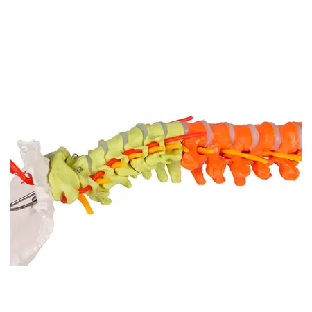 Flexible Wirbelsule, didaktisch, inkl. Stativ
