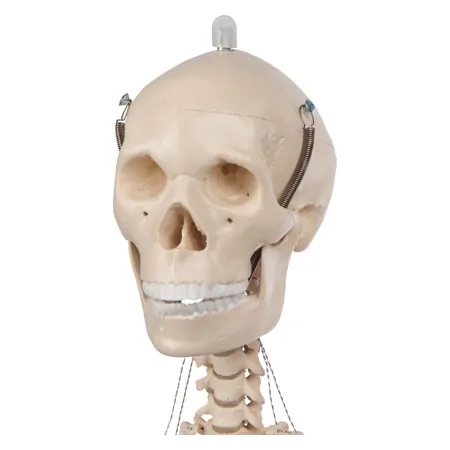 Mini-Skelett inkl. Stativ, 65 cm