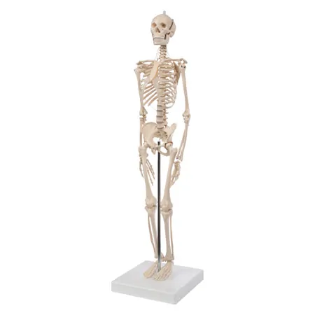 Mini-Skelett inkl. Stativ, 65 cm