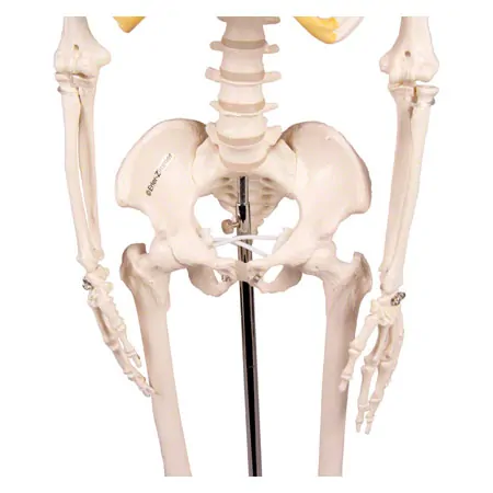 Mini-Skelett inkl. Stativ, 65 cm