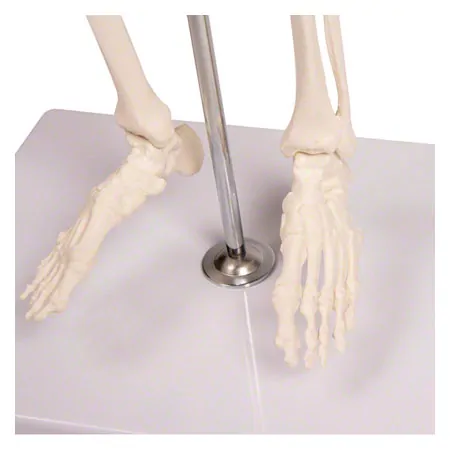 Mini-Skelett inkl. Stativ, 65 cm