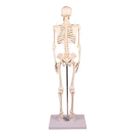 Mini-Skelett inkl. Stativ, 80 cm