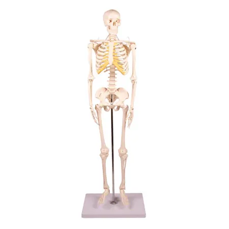 Mini-Skelett inkl. Stativ, 80 cm