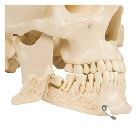 Anatomisches Modell Schdel, 4-tlg.