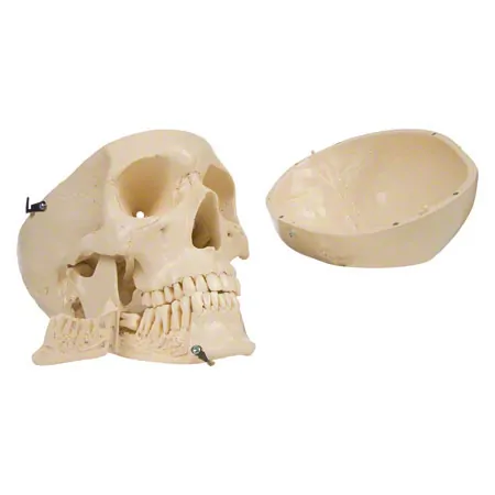Anatomisches Modell Schdel, 4-tlg.