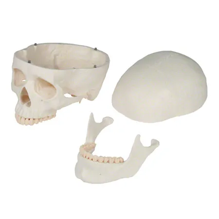 Anatomisches Modell Schdel, 4-tlg.