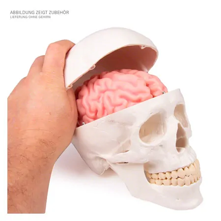 Anatomisches Modell Schdel, 4-tlg.