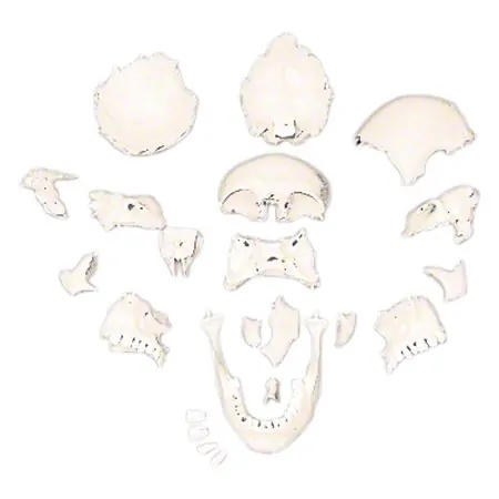 Anatomisches Modell Steckschdel, 18-tlg., wei