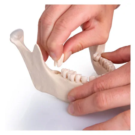Anatomisches Modell Stecksch�del, 18-tlg., wei�
