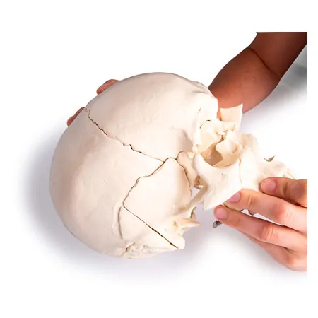 Anatomisches Modell Stecksch�del, 18-tlg., wei�