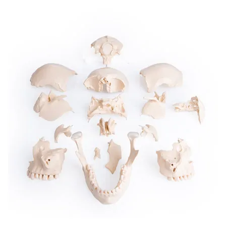 Anatomisches Modell Stecksch�del, 18-tlg., wei�
