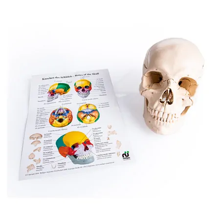 Anatomisches Modell Stecksch�del, 18-tlg., wei�