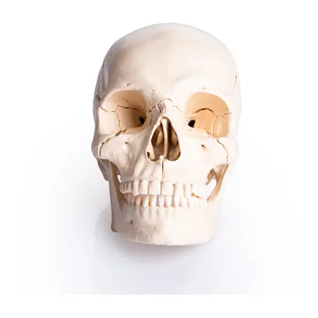 Anatomisches Modell Stecksch�del, 18-tlg., wei�