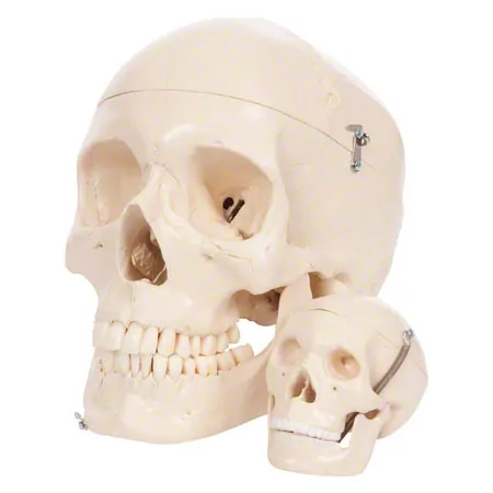 Anatomisches Modell Mini-Schdel, 3-tlg.