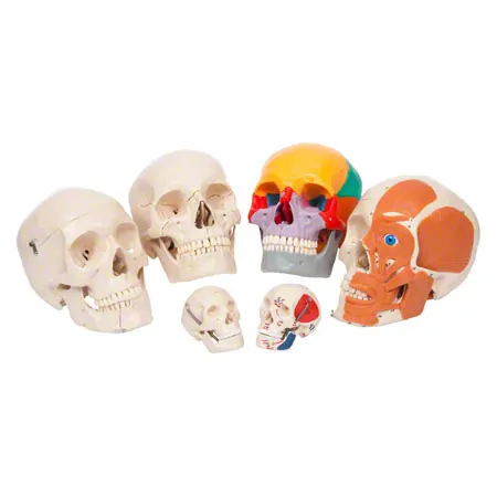Anatomisches Modell Mini-Schdel, 3-tlg.