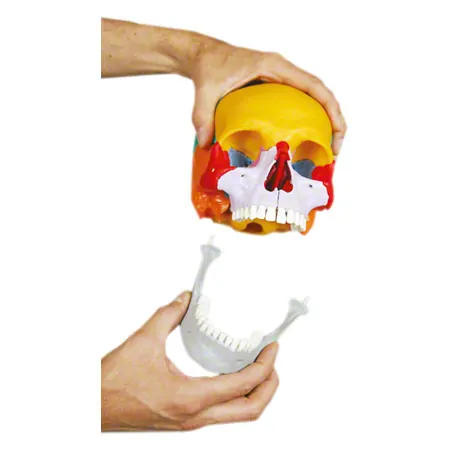 Anatomisches Modell Steckschdel, 18-tlg., bunt