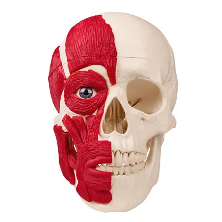 Anatomisches Modell Schdel mit Muskel, 3-tlg.