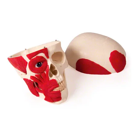 Anatomisches Modell Schdel mit Muskel, 3-tlg.
