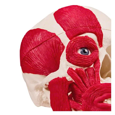 Anatomisches Modell Schdel mit Muskel, 3-tlg.