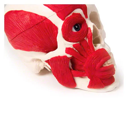 Anatomisches Modell Schdel mit Muskel, 3-tlg.