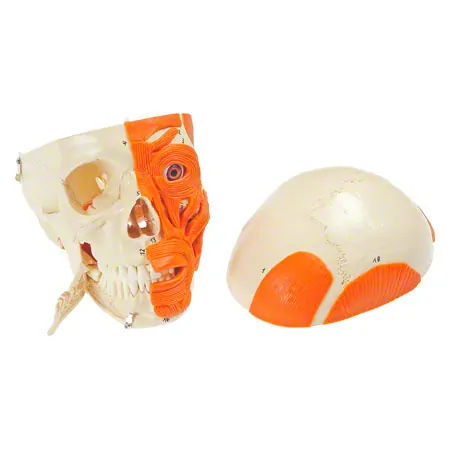 Anatomisches Modell Schdel mit Muskel, 3-tlg.