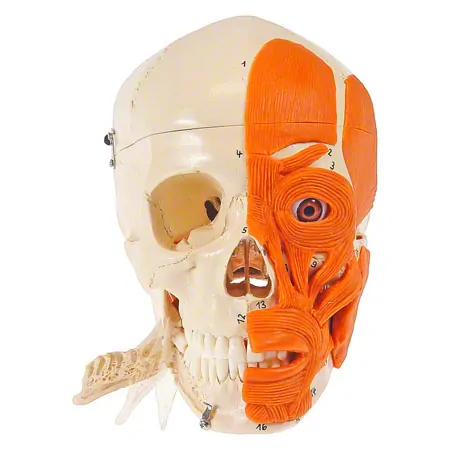 Anatomisches Modell Schdel mit Muskel, 3-tlg.