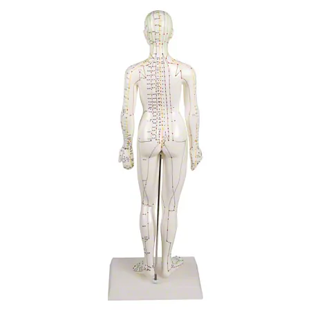 Akupunkturfigur weiblich, 45 cm