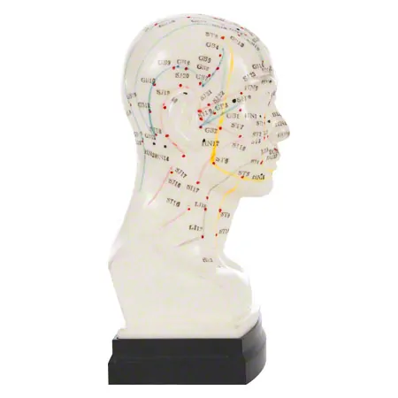 Akupunkturmodell Kopf, 20 cm