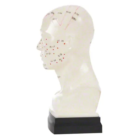 Akupunkturmodell Kopf, 20 cm