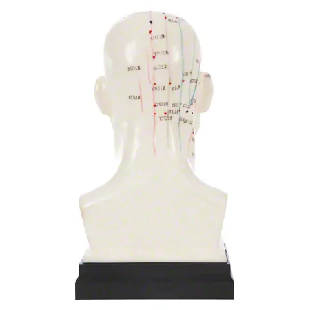 Akupunkturmodell Kopf, 20 cm