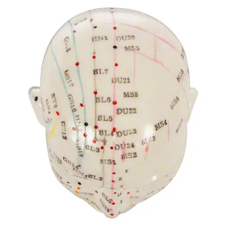 Akupunkturmodell Kopf, 20 cm