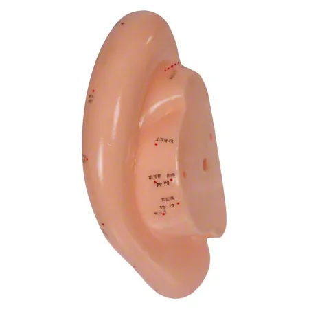 Akupunkturmodell Ohr, LxB 22x10 cm