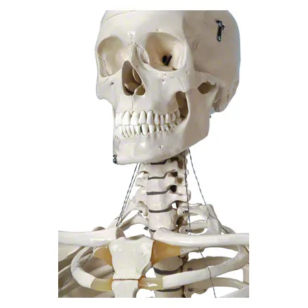 Skelett Standard inkl. Stativ, 180 cm