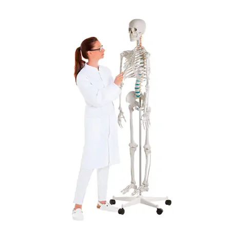 Skelett Standard inkl. Stativ, 178 cm