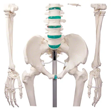 Skelett Standard inkl. Stativ, 180 cm