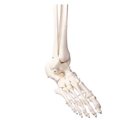 Skelett Standard inkl. Stativ, 180 cm